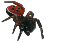Spider PNG Free Download 37