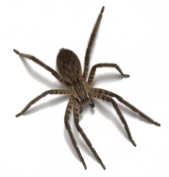 Spider PNG Free Download 41
