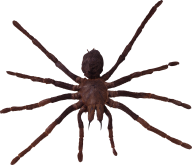Spider PNG Free Download 43