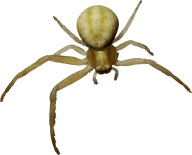 Spider PNG Free Download 6