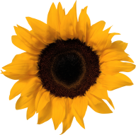 Sunflower PNG Free Download 31
