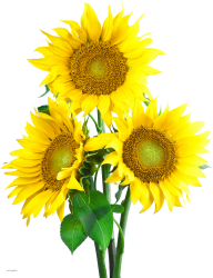 Sunflower PNG Free Download 32