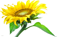 Sunflower PNG Free Download 33