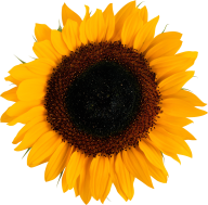 Sunflower PNG Free Download 34