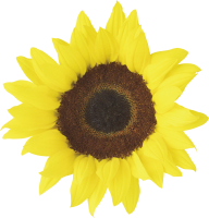 Sunflower PNG Free Download 35