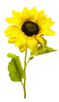 Sunflower PNG Free Download 36