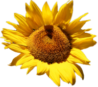 Sunflower PNG Free Download 38