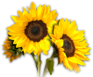 Sunflower PNG Free Download 39
