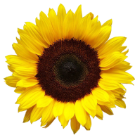 Sunflower PNG Free Download 40