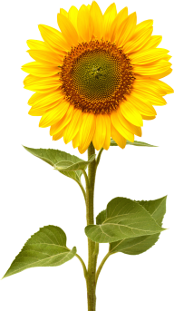 Sunflower PNG Free Download 42