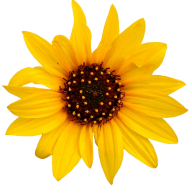 Sunflower PNG Free Download 43