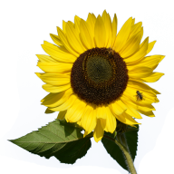 Sunflower PNG Free Download 45