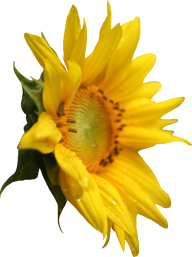 Sunflower PNG Free Download 46