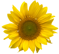 Sunflower PNG Free Download 47