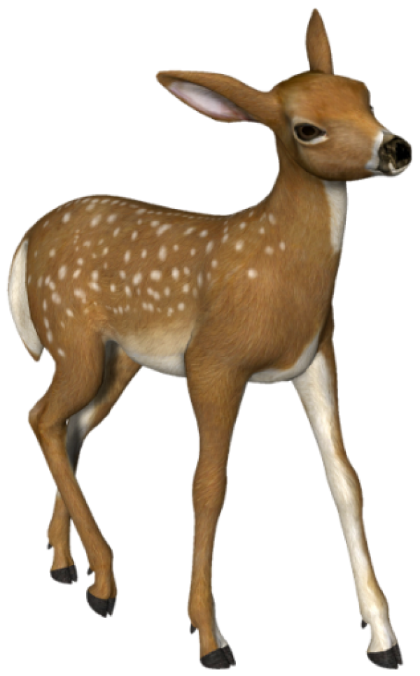 3D Deer Png