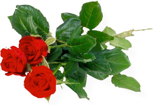 3red rose with leaves free png download