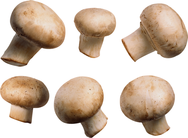 6 types mushroom free download png