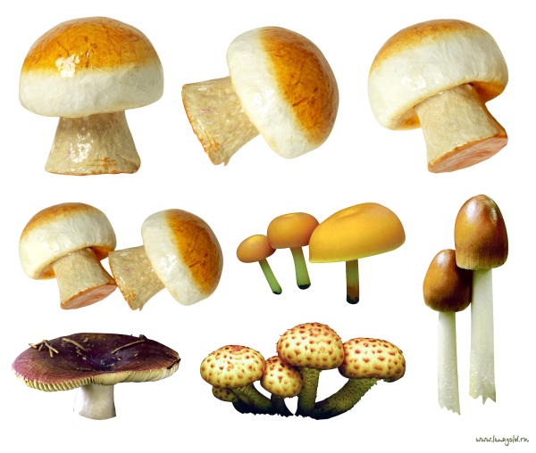 9 types of mushroom free download png