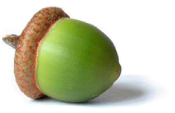 Acorn Png in Green color