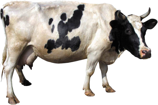 Aged Cow Png