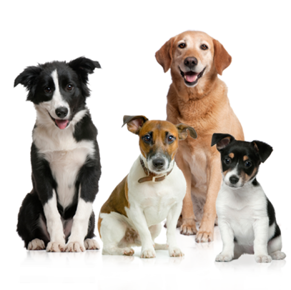All Dogs Png