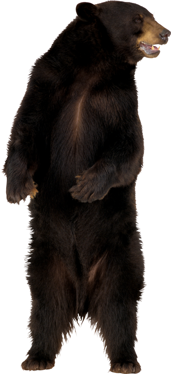 Angry Bear Png Image Free Download