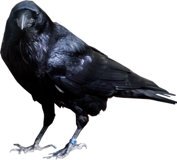 Angry Crow Clipart Png