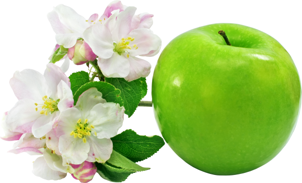 Apple Flower Png Free