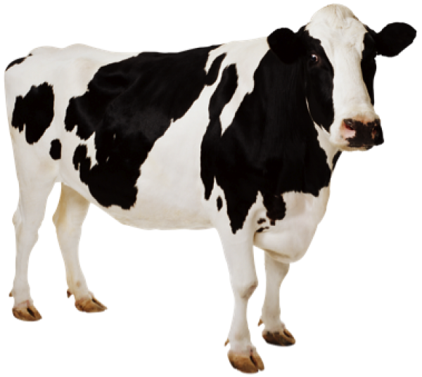 Australian Cow Png
