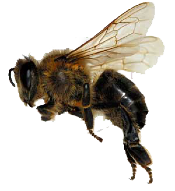 bee free png download