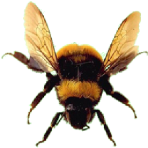 bee png download free