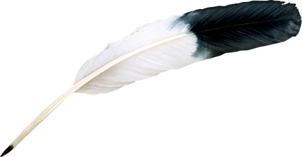 Bird Feather Png Image