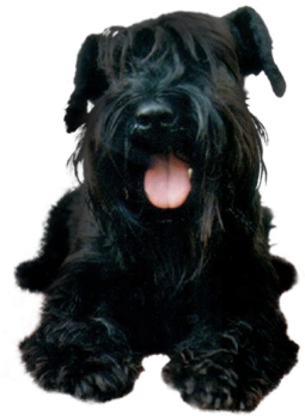 Black Puppy Dog Png