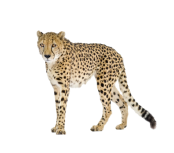 Black Tail Cheetah Png Image