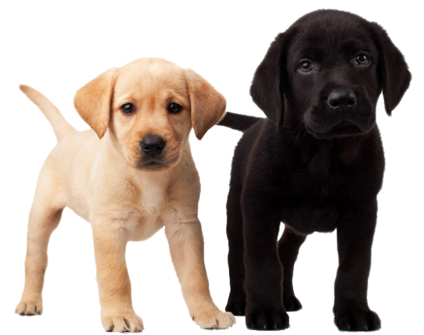Blackand White Puppy Dogs Png