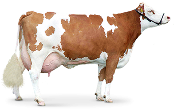 Brown Cow Png Image