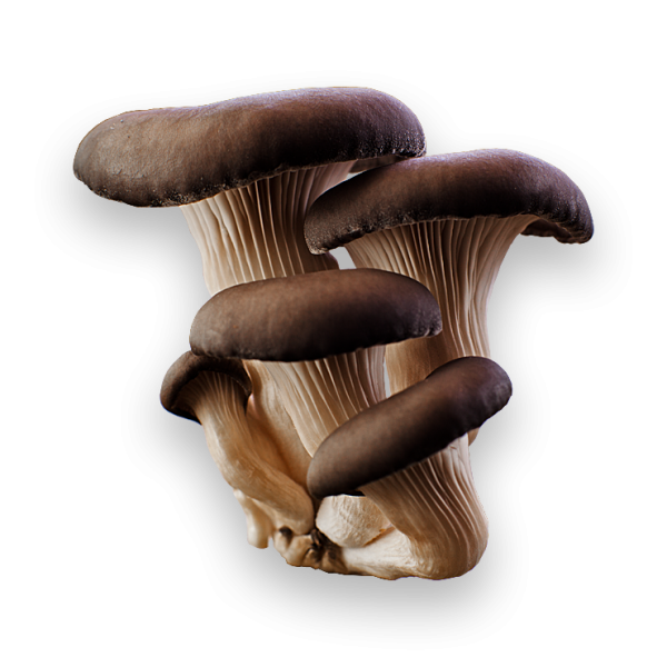 brown grown mushroom free download png