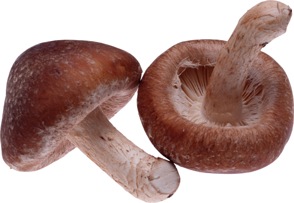 brown mushroom free download png