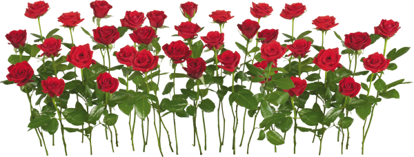 bunch of red rose with leaves free png download