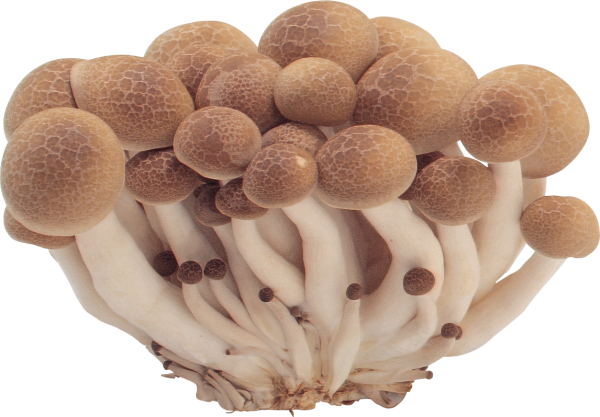 bunch of small mushroom free download png (2)
