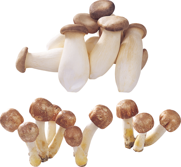bunch of small mushroom free download png