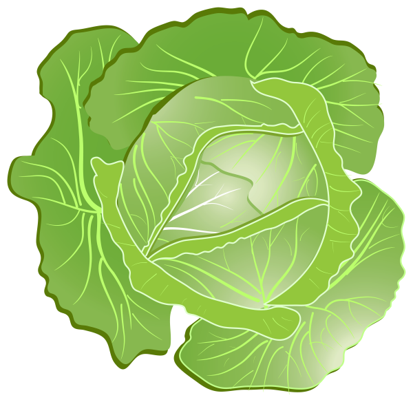 Cabbage PNG free Image Download 18