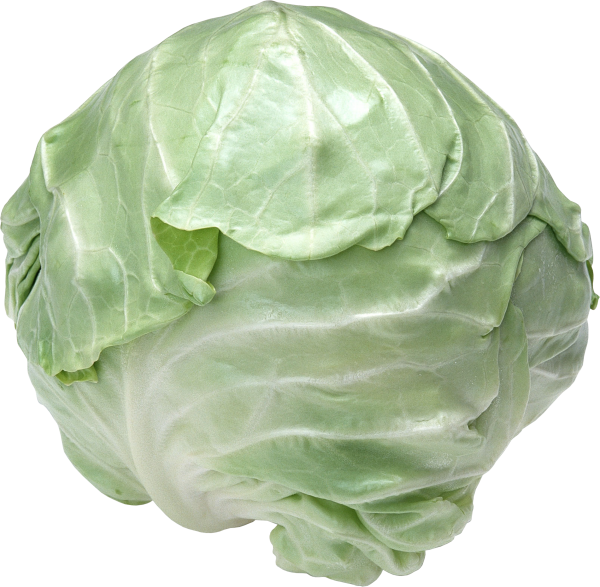 Cabbage PNG free Image Download 22