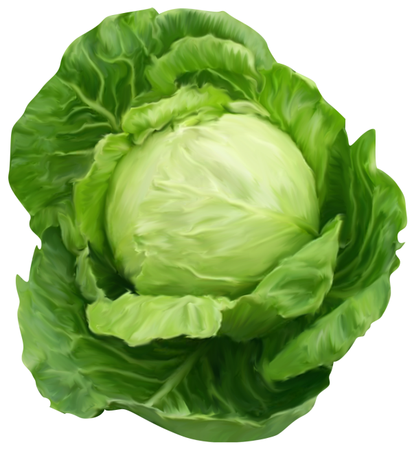 Cabbage PNG free Image Download 23