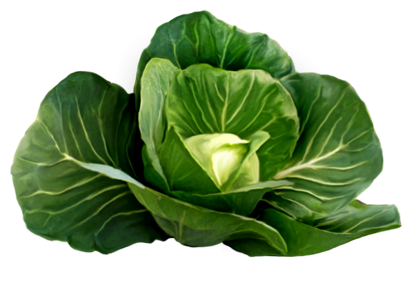 Cabbage PNG free Image Download 24