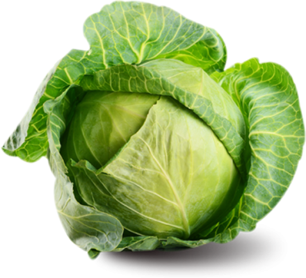 Cabbage PNG free Image Download 26