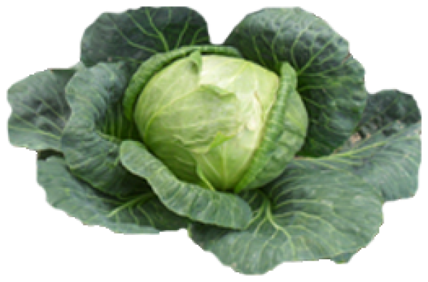Cabbage PNG free Image Download 28