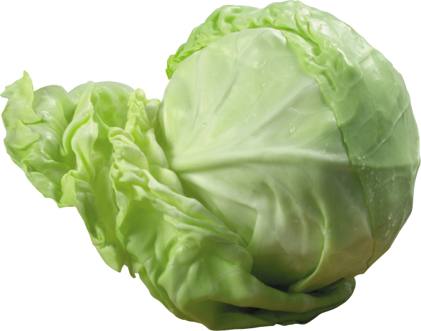 Cabbage PNG free Image Download 3