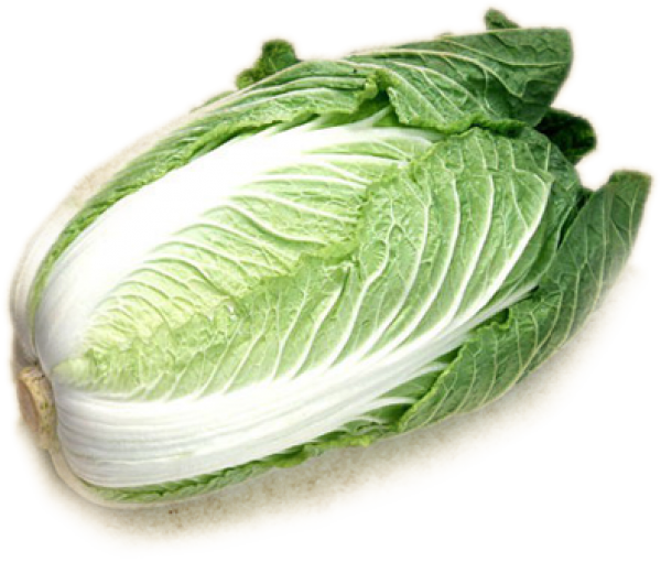 Cabbage PNG free Image Download 30