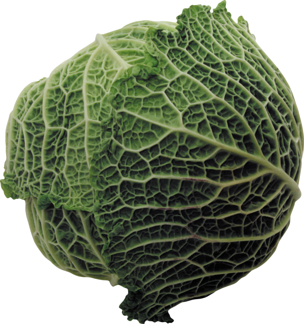 Cabbage PNG free Image Download 32